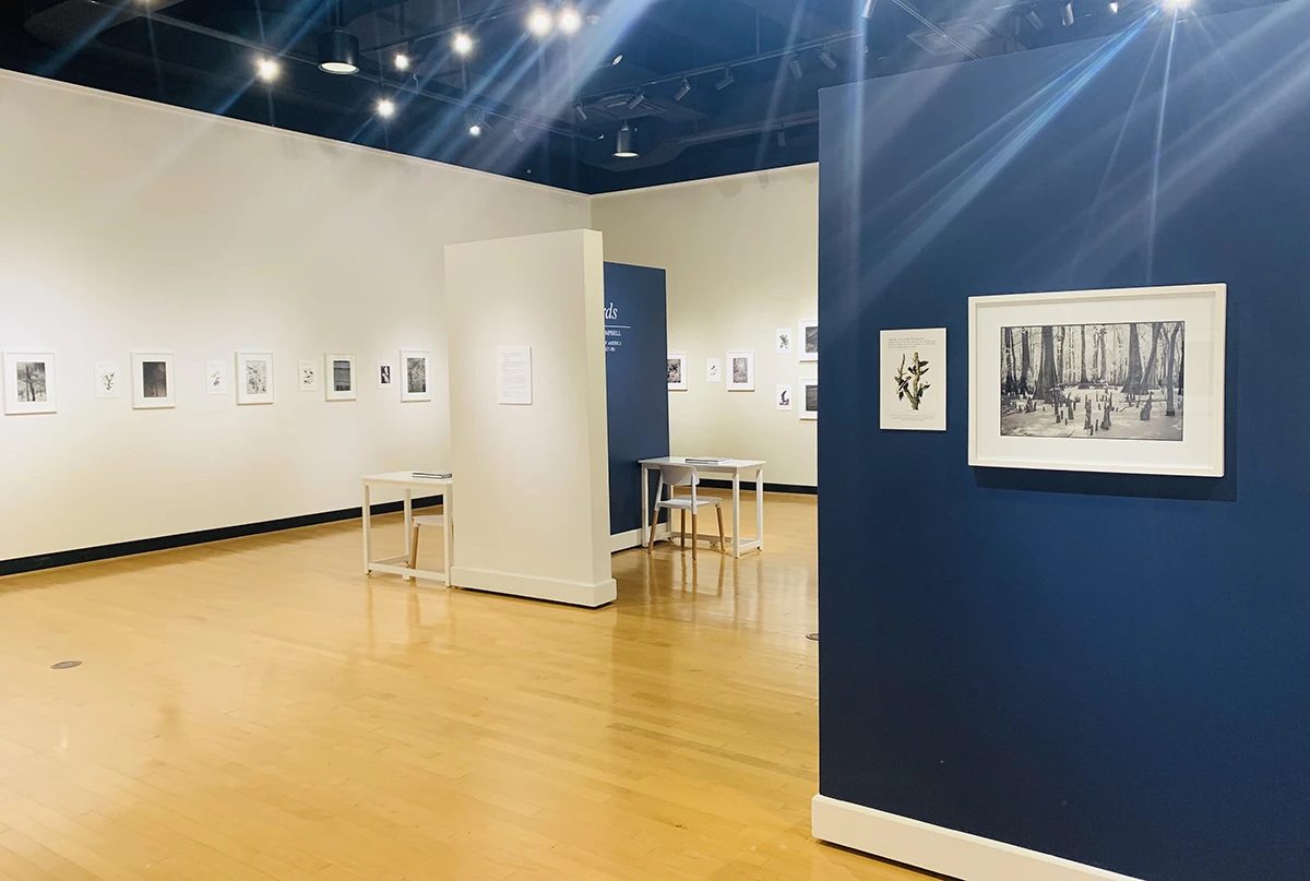 Exhibition view of Ian Campbell's After Birds in the Houghton University Ortlip Gallery.