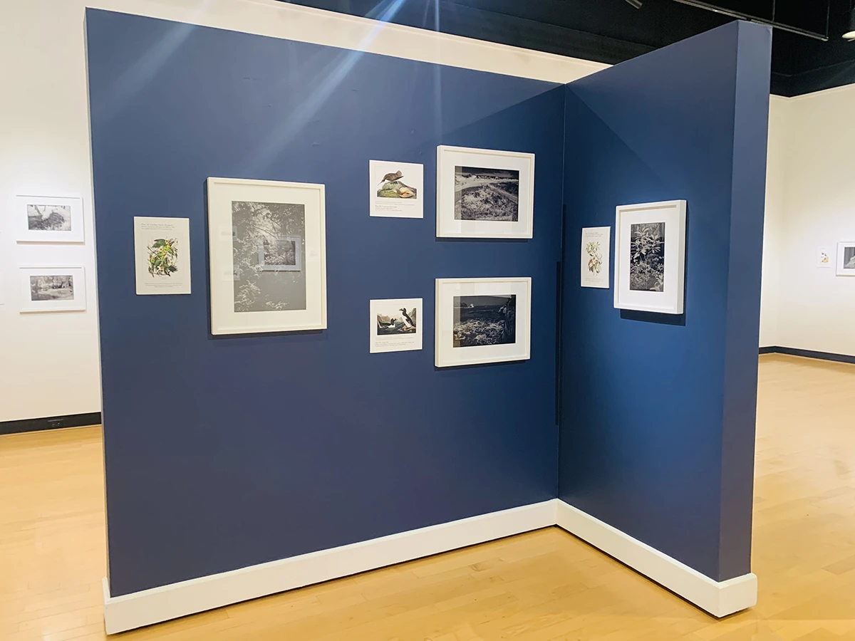 Exhibition view of Ian Campbell's After Birds in the Houghton University Ortlip Gallery.