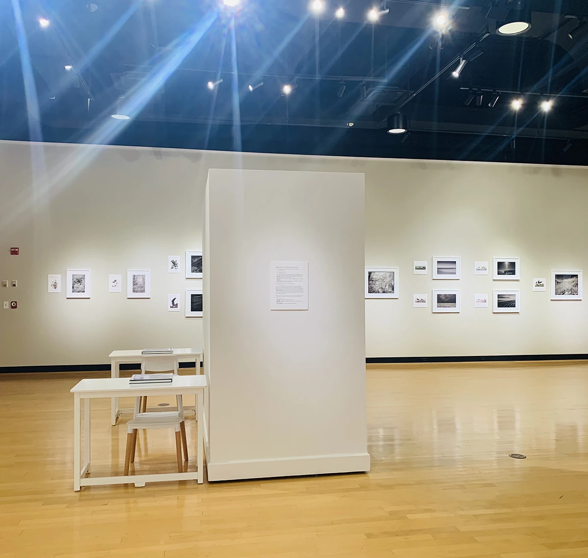 Exhibition view of Ian Campbell's After Birds in the Houghton University Ortlip Gallery.